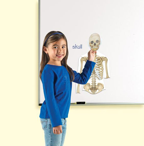 Double-Sided Magnetic Human Body