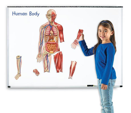 Double-Sided Magnetic Human Body