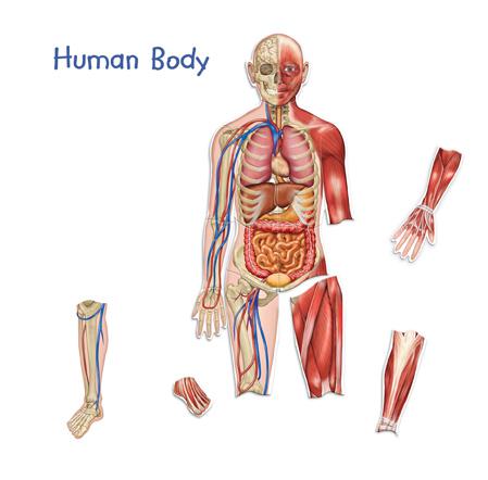Double-Sided Magnetic Human Body
