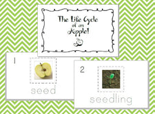 The Life Cycle of an Apple!