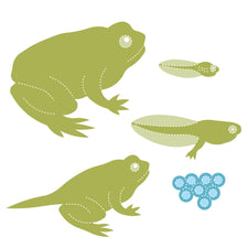 AccuCut Frog Life Cycle Die Cut Set