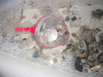 Ocean &amp; Beach Themed Activities