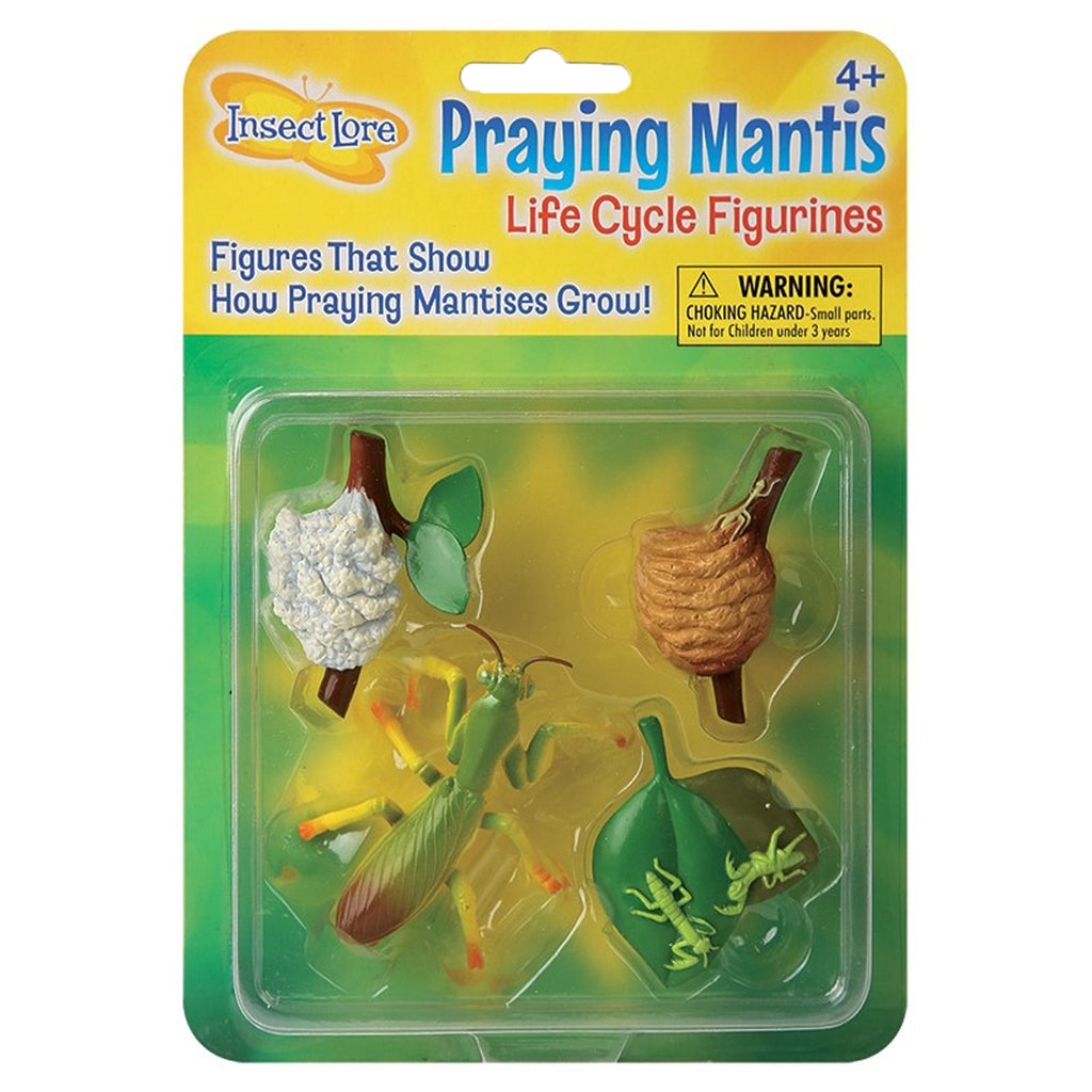 Insect Lore Praying Mantis Life Cycle Stages