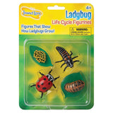 Insect Lore Ladybug Life Cycle Stages
