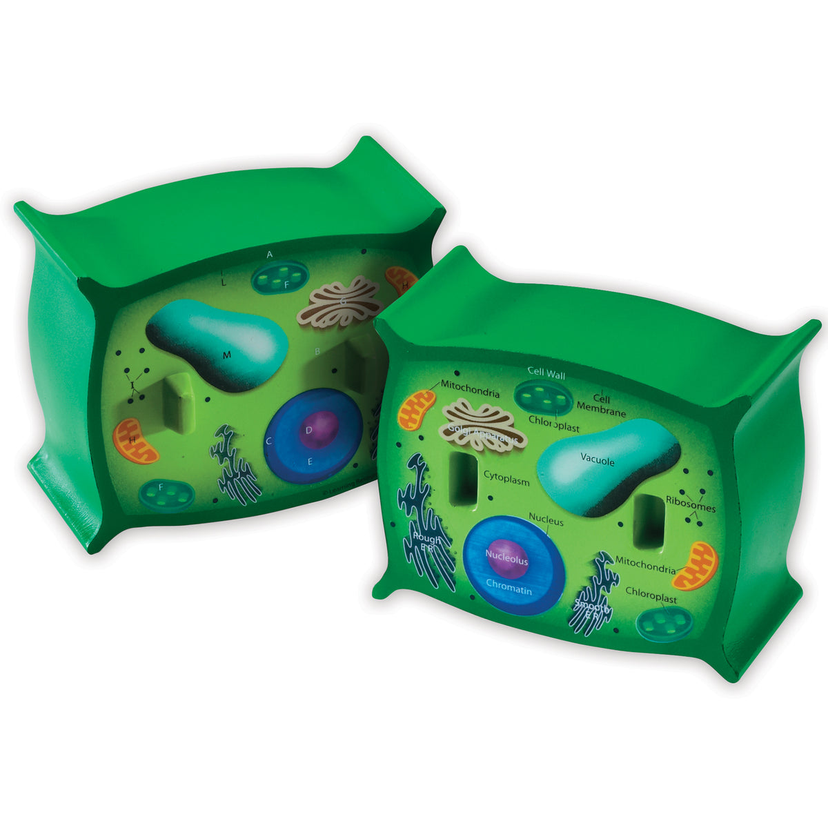 Learning Resources Cross-Section Plant Cell Model