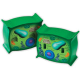 Learning Resources Cross-Section Plant Cell Model