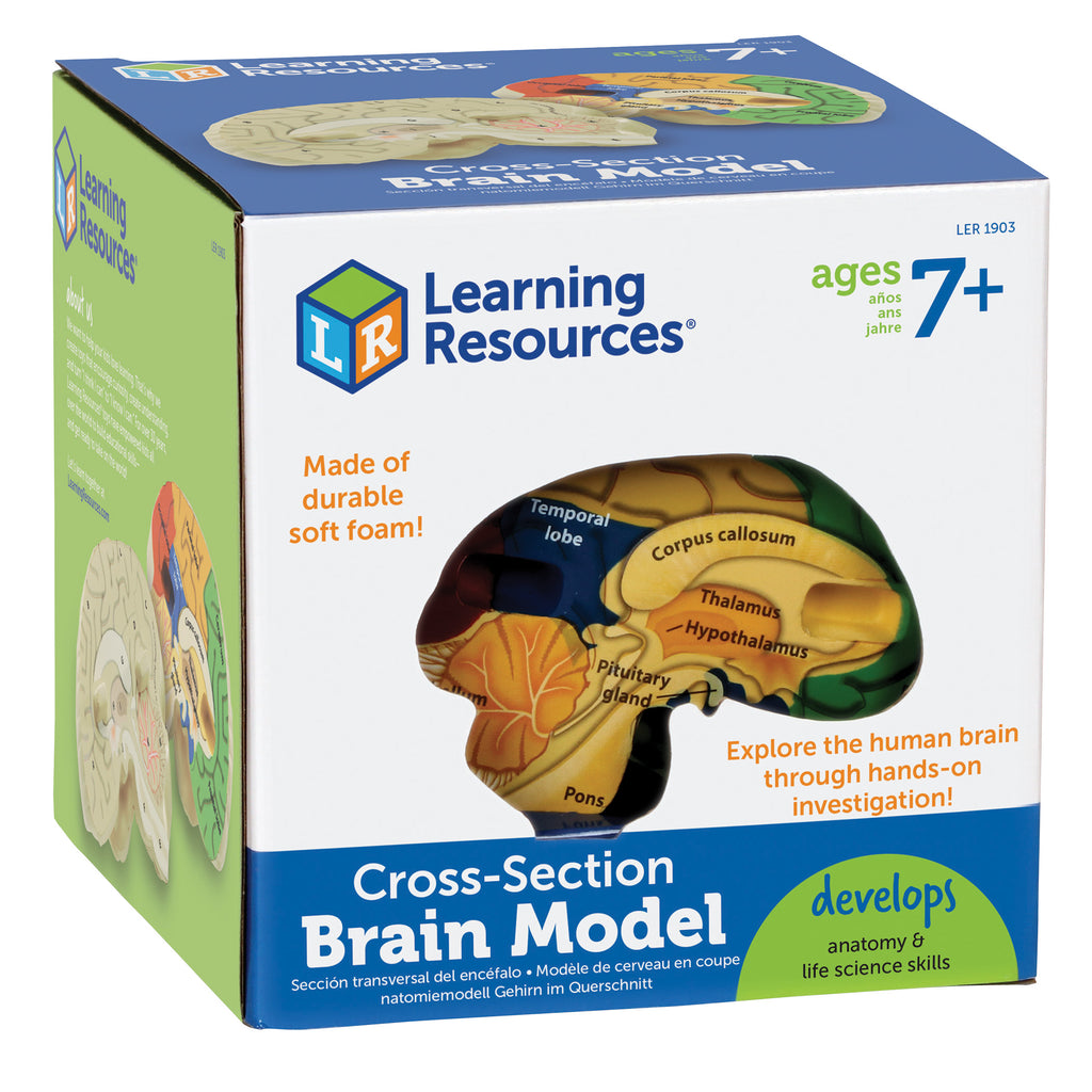 Learning Resources Cross-Section Human Brain Model