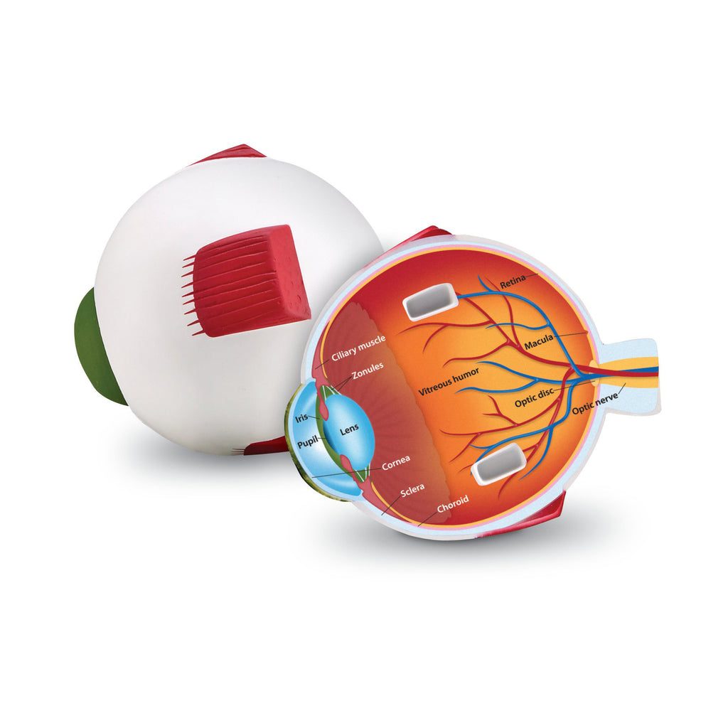 Learning Resources Cross-Section Eye Model