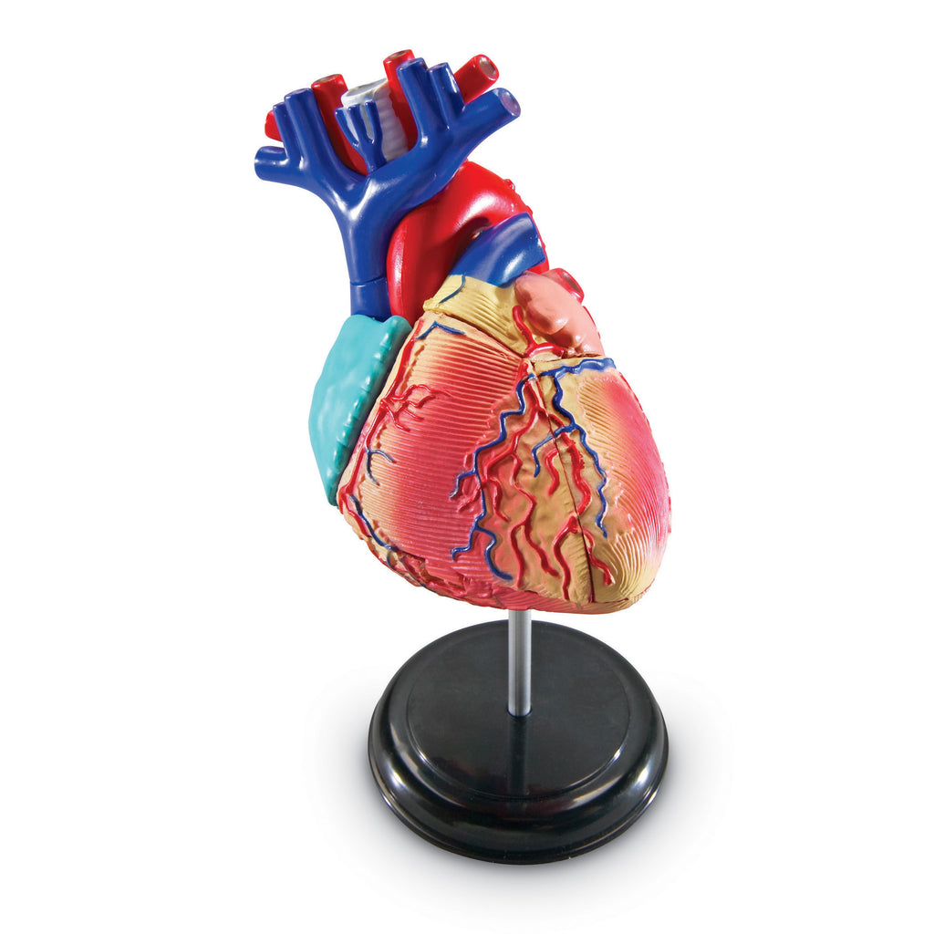 Learning Resources Heart Anatomy Model