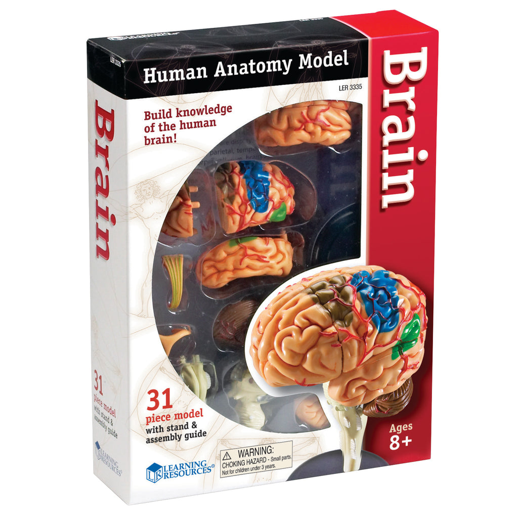 Learning Resources Brain Anatomy Model