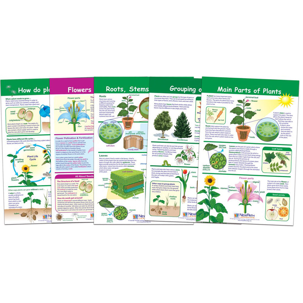 New Path Learning All About Plants Bulletin Board Chart Set