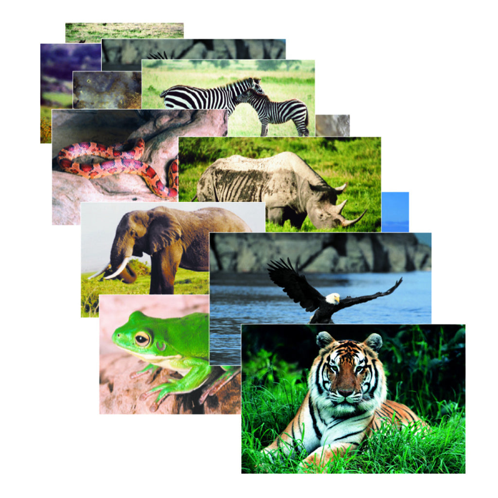 Stages Learning Materials Wild Animal Poster Set Set Of 10