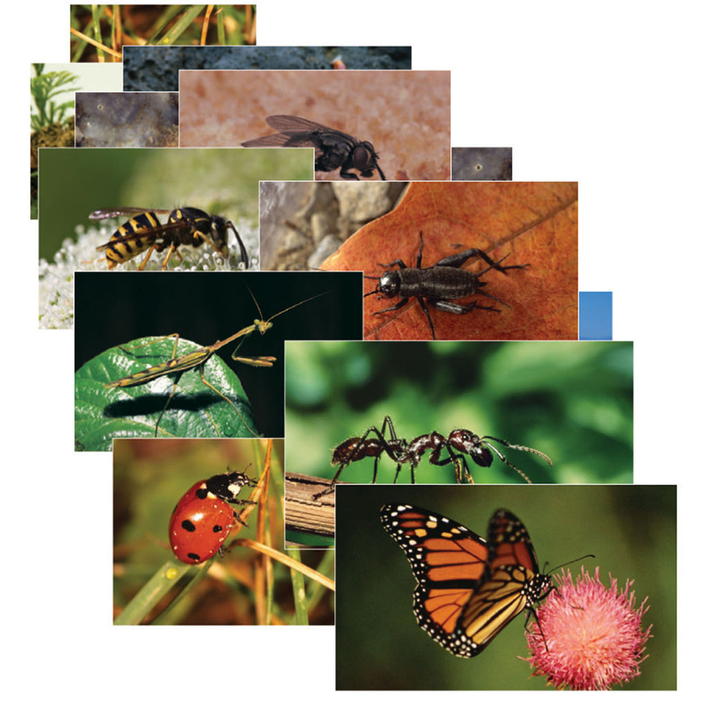 Stages Learning Materials Insects 14 Poster Cards