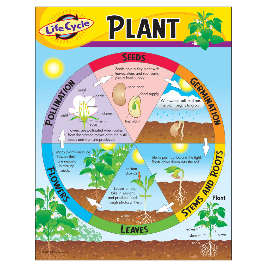 Trend Enterprises Life Cycle of a Plant Learning Chart