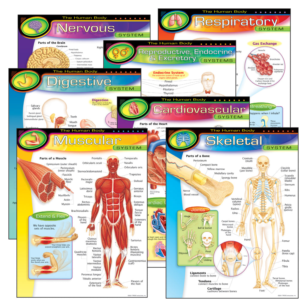 Trend Enterprises The Human Body Learning Charts Combo Pack