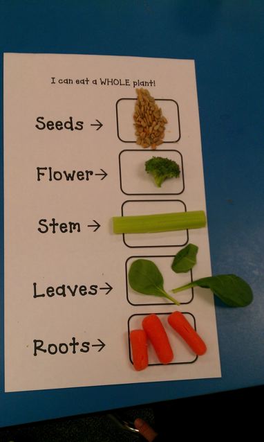 Spring Plant Unit - Eating the Parts of a Plant