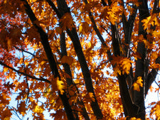 Festive Three-Dimensional Fall Trees For Preschool