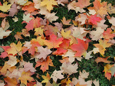 Spectacular Autumn Collages