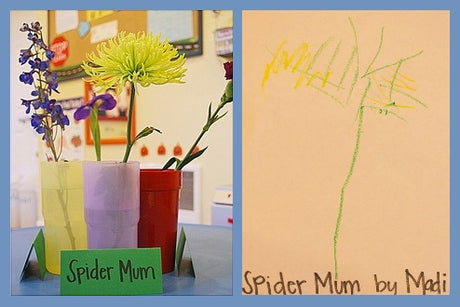 Flower Still Life Drawings