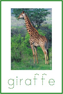 Alphabetizing Animals