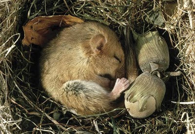 A Beginners Lesson on Hibernation