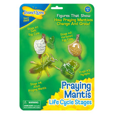 Praying Mantis Life Cycle Stages 