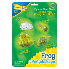 Frog Life Cycle Stages 