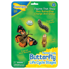 Butterfly Life Cycle Stages