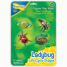 Ladybug Life Cycle Stages