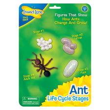 Ant Life Cycle Stages