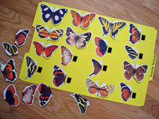 Spring Butterfly Matching