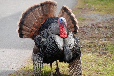 Turkey Noisemaker Craft