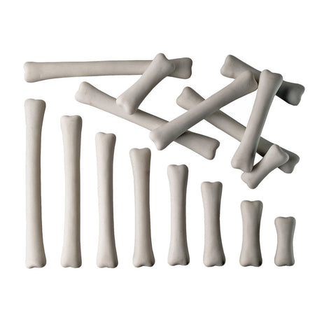 Dinosaur Bones Match and Measure Set