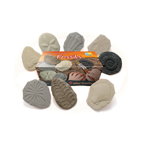 Let's Investigate Fossils