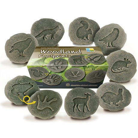 Let's Investigate Woodland Footprints