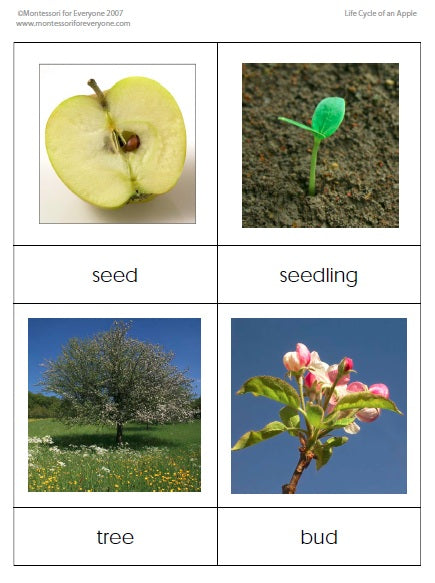 Chartlet Life Cycle Of A Plant Chartlet Carsondellosa 775x1000