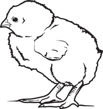 Little Baby Chick Coloring Page