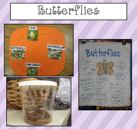 Learning About Butterflies with FREE Printable
