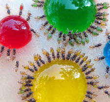 Summer Science - Ants + Colored Sugar Water