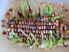 Fall Science - Watching Indian Corn Grow