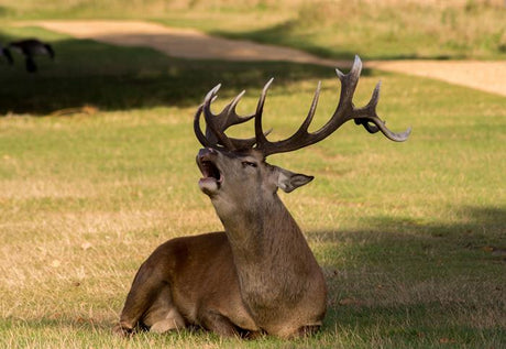 Reindeer Antlers