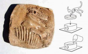 Dinosaur Fossil Making