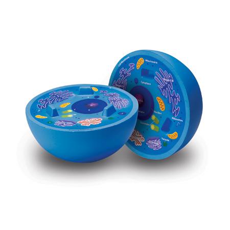 Cross-Section Animal Cell Model