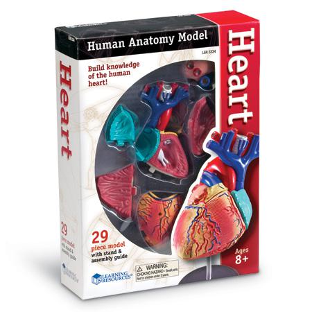 Heart Anatomy Model