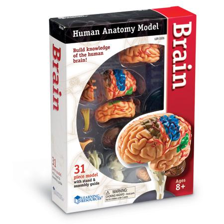 Brain Anatomy Model