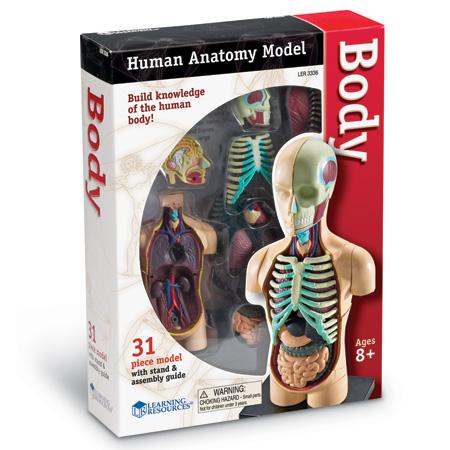 Human Body Anatomy Model