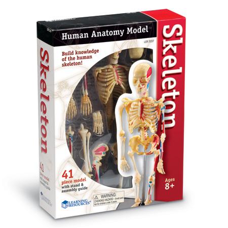 Skeleton Anatomy Model