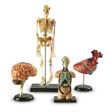 Anatomy Models Bundle
