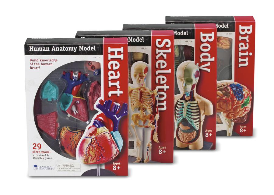 Anatomy Models Bundle