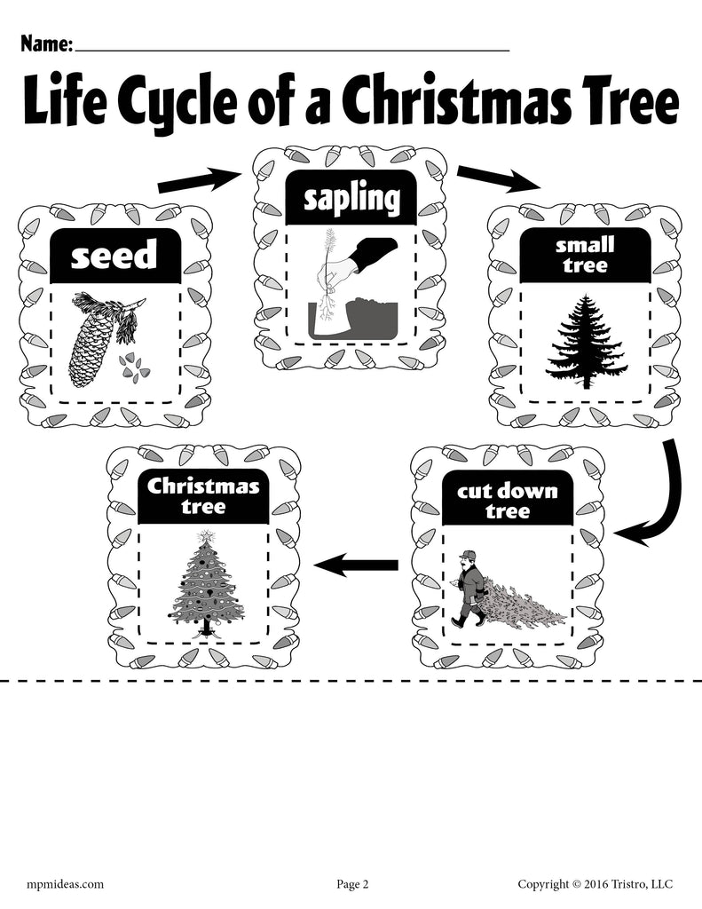 FREE free-life-cycle-of-a-christmas-tree-printable-worksheet-supplyme
